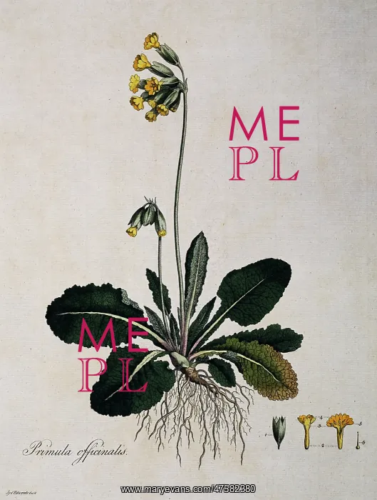 : Primula officinalis, cowslip : Primula officinalis, cowslip