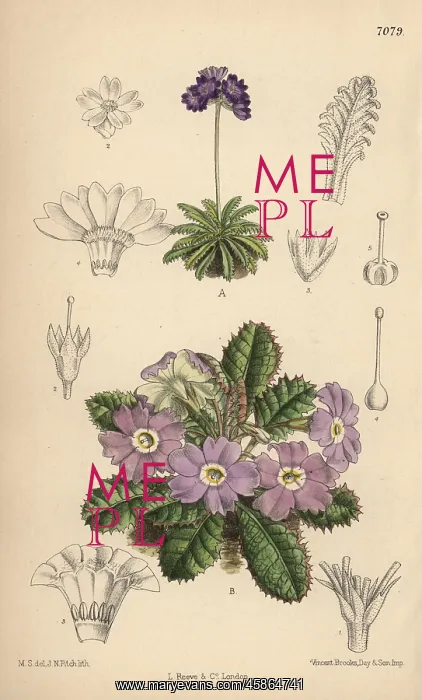 : Primula pusilla and Primula petiolaris var : Primula pusilla and Primula petiolaris var
