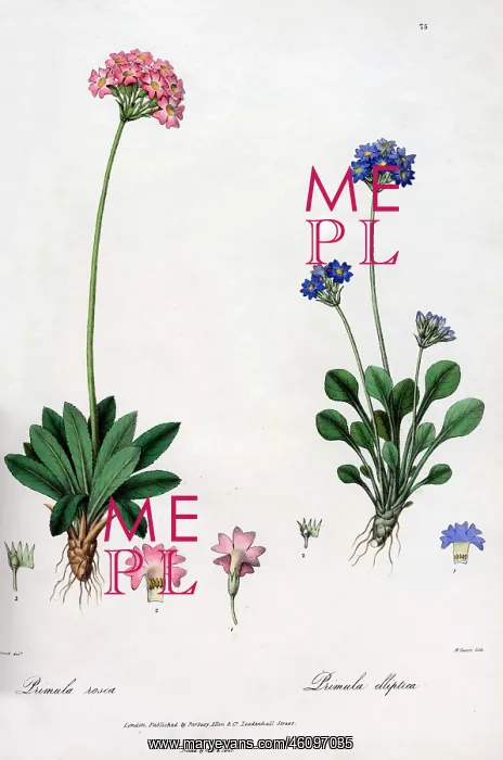 : Primula rosea and Primula elliptica : Primula rosea and Primula elliptica