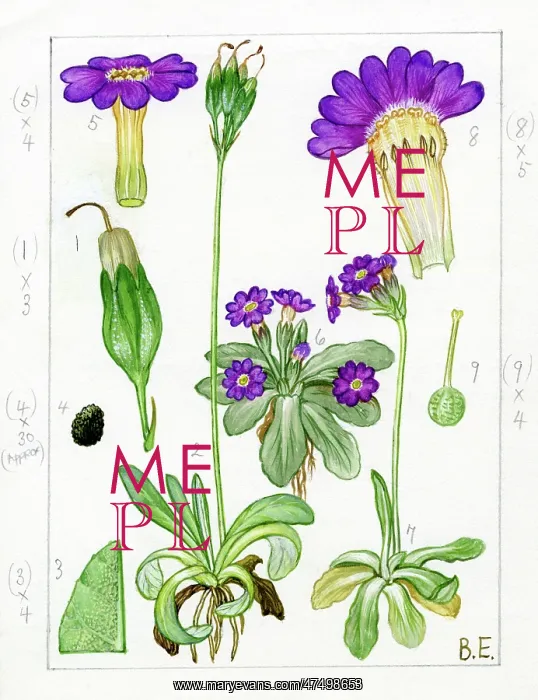 : Primula scotica - Scottish primrose : Primula scotica - Scottish primrose