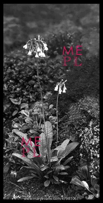 : Primula Sikkimensis (Himalayan Cowslip) : Primula Sikkimensis (Himalayan Cowslip)