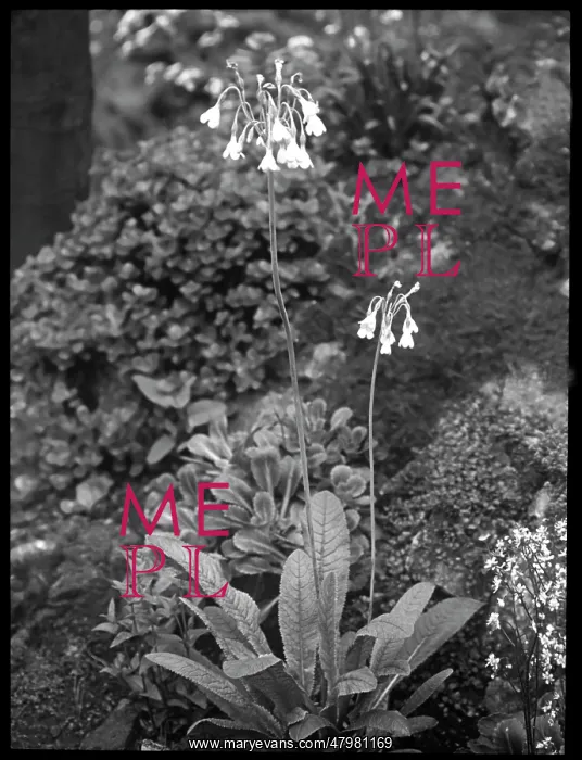 : Primula Sikkimensis (Himalayan Cowslip) : Primula Sikkimensis (Himalayan Cowslip)