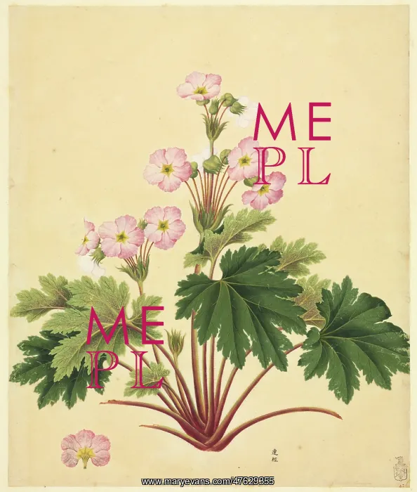: Primula sinensis : Primula sinensis