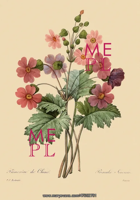  : Primula sinensis