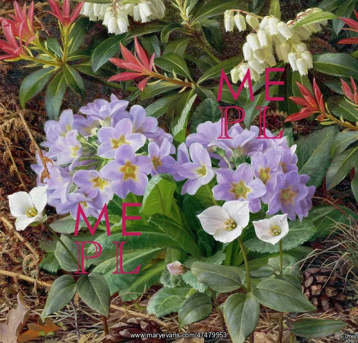 : Primula, Trillium and Pieris : Primula, Trillium and Pieris