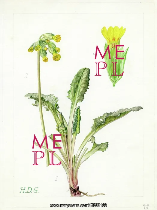 : Primula veris - cowslip : Primula veris - cowslip