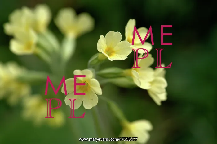 : Primula veris, cowslip : Primula veris, cowslip