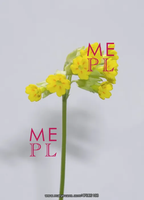 : Primula veris, cowslip : Primula veris, cowslip