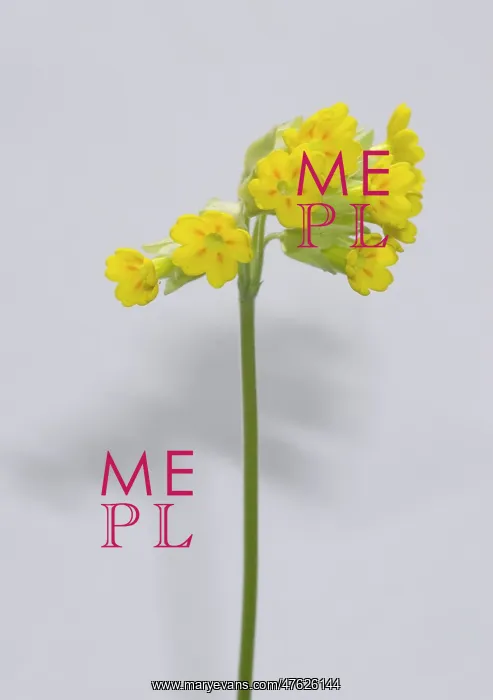 : Primula veris, cowslip : Primula veris, cowslip