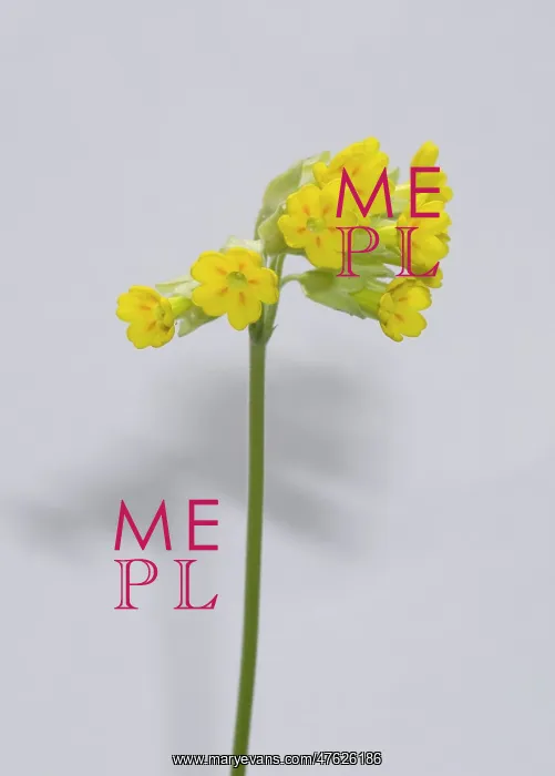 : Primula veris, cowslip : Primula veris, cowslip