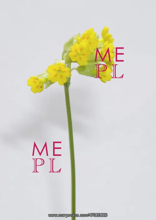 : Primula veris, cowslip : Primula veris, cowslip