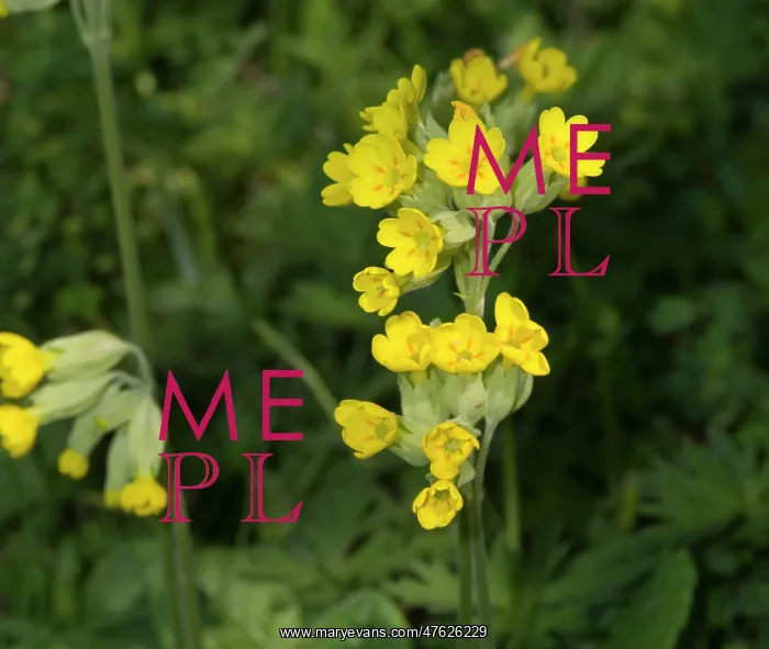 : Primula veris, cowslip : Primula veris, cowslip