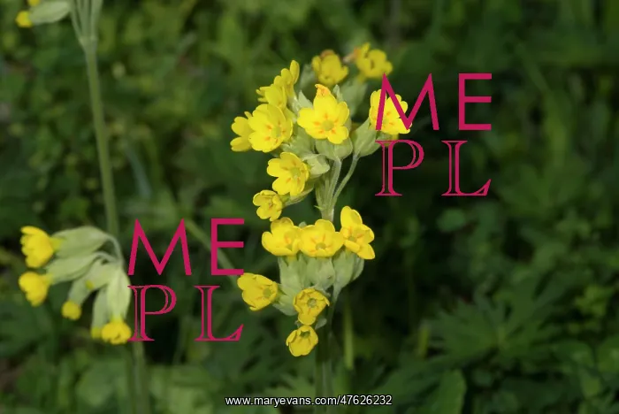 : Primula veris, cowslip : Primula veris, cowslip