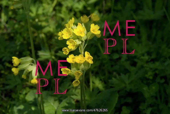 : Primula veris, cowslip : Primula veris, cowslip