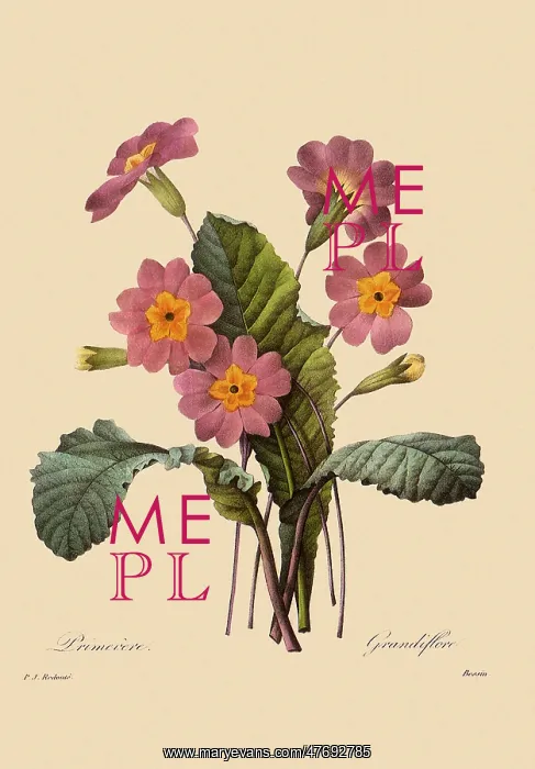 : Primula vulgaris : Primula vulgaris