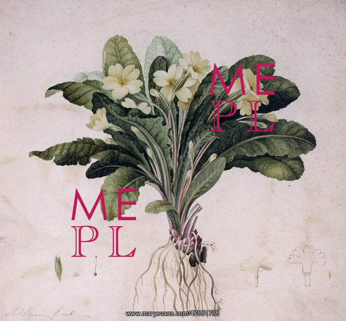 : Primula vulgaris, common primrose : Primula vulgaris, common primrose