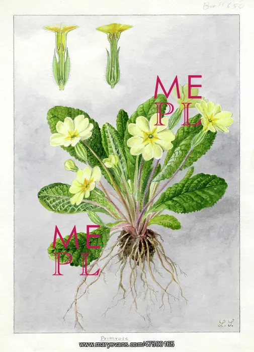 : Primula vulgaris - primrose : Primula vulgaris - primrose