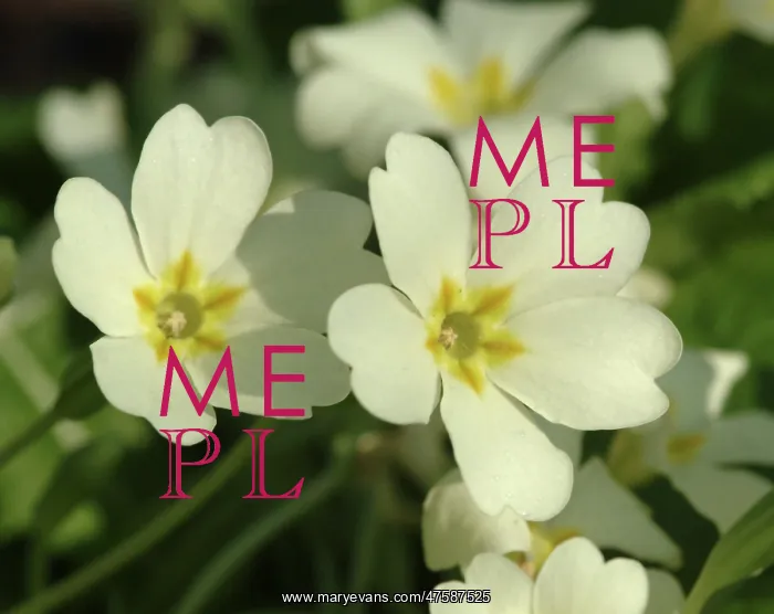 : Primula vulgaris, primrose : Primula vulgaris, primrose