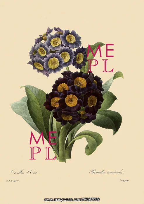  : Primula x pubescens