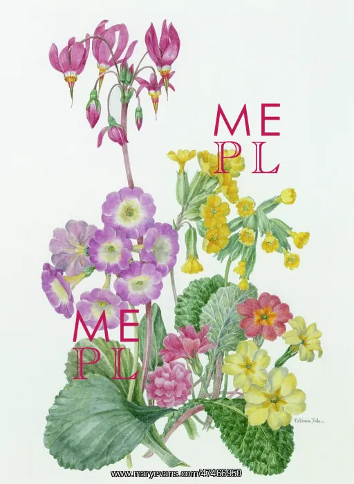 : Primulaceae Group : Primulaceae Group