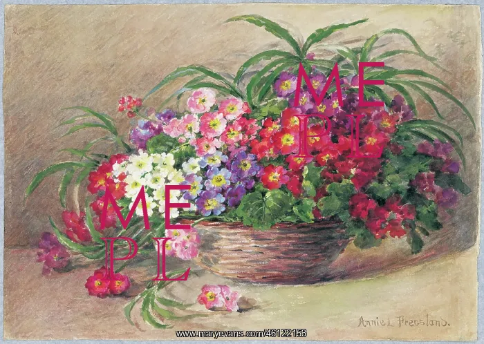  : Primulas by Annie L. Pressland