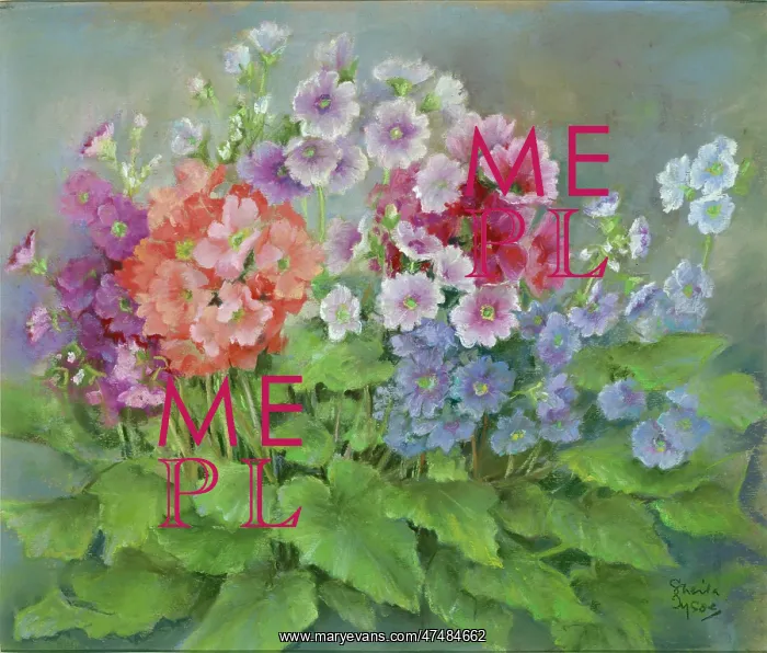  : Primulas - mauve, red, pink and blue flowers