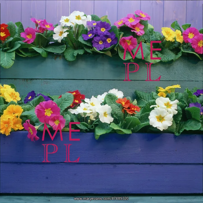 : Primulas in Painted Boxes : Primulas in Painted Boxes