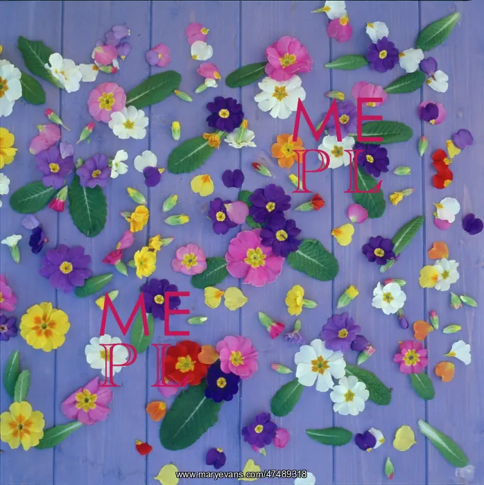 : Primulas ' scattered on lilac boards : Primulas ' scattered on lilac boards