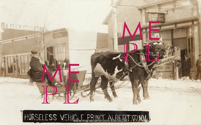  : Prince Albert, Saskatchewan, Canada - Ox Sled