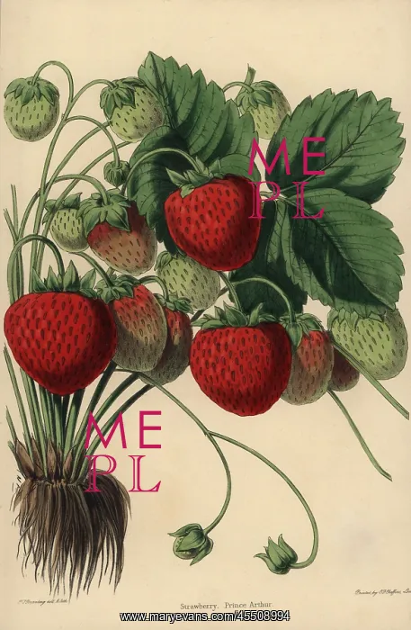 : Prince Arthur Strawberry variety, Fragaria ananassa : Prince Arthur Strawberry variety, Fragaria ananassa