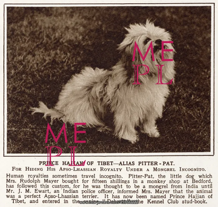: Prince Hajjan of Tibet - Lhasa Apso : Prince Hajjan of Tibet - Lhasa Apso