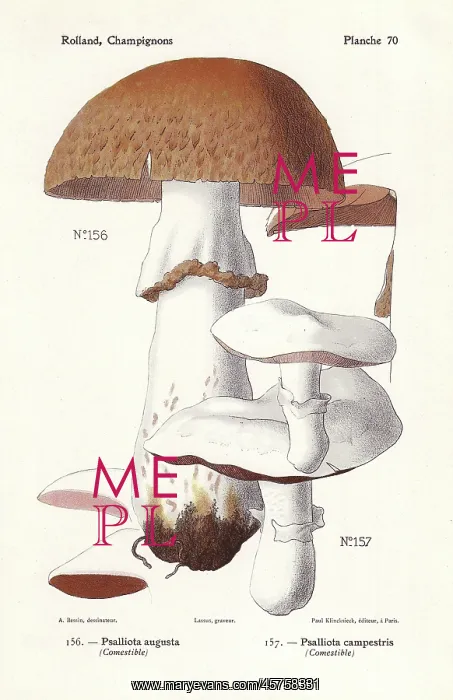 : Prince mushroom and field mushroom : Prince mushroom and field mushroom