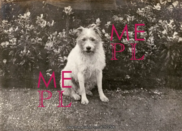 : Prince of Wales (George V) and his missing dog : Prince of Wales (George V) and his missing dog