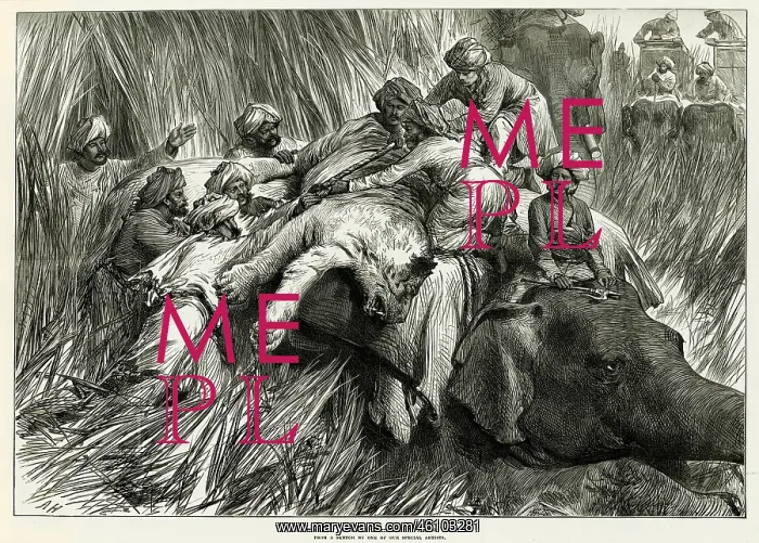 : Prince of Wales tiger shooting 1876 : Prince of Wales tiger shooting 1876