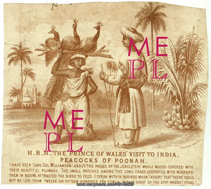 : Prince of Wales visit to India in 1876 - Peacocks : Prince of Wales visit to India in 1876 - Peacocks