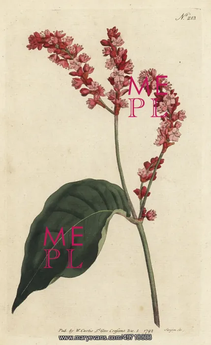 : Prince's feather, Persicaria orientalis : Prince's feather, Persicaria orientalis