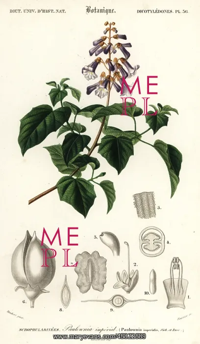 : Princess tree, empress tree or foxglove-tree : Princess tree, empress tree or foxglove-tree