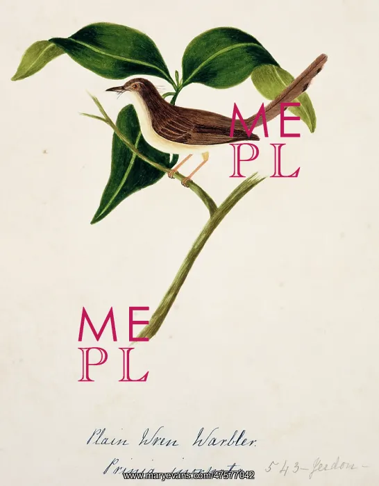 : Prinia inornata, plain prinia : Prinia inornata, plain prinia