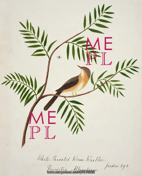 : Prinia socialis, ashy prinia : Prinia socialis, ashy prinia