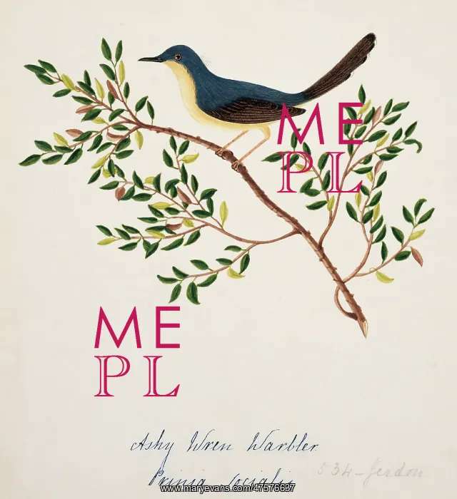: Prinia socialis, ashy prinia : Prinia socialis, ashy prinia
