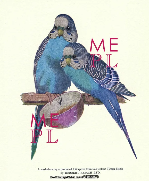 : Print User's Yearbook -- blue budgerigars : Print User's Yearbook -- blue budgerigars