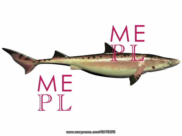 : Priohybodus, an extinct shark species from the Cretaceous ? : Priohybodus, an extinct shark species from the Cretaceous ?