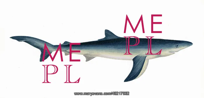 : Prionace glauca, or blue shark : Prionace glauca, or blue shark