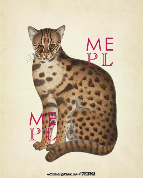 : Prionailurus bengalensis, Leopard cat : Prionailurus bengalensis, Leopard cat
