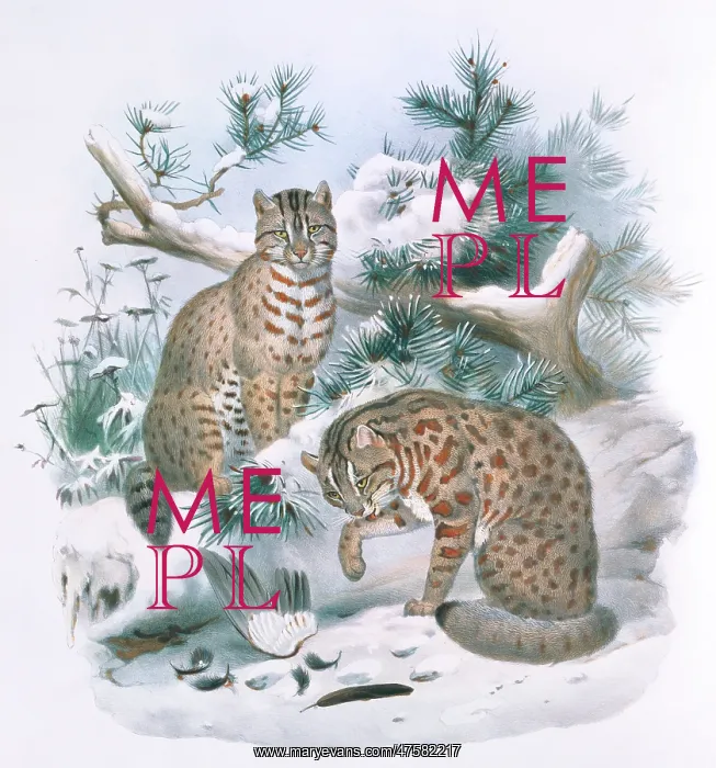 : Prionailurus euptilura, Amur leopard cat : Prionailurus euptilura, Amur leopard cat