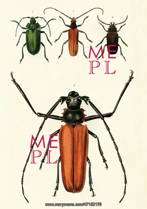  : Prioninae, or long-horned beetles