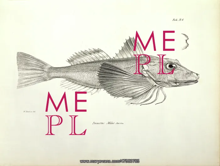 : Prionotus miles, Galapagos gurnard : Prionotus miles, Galapagos gurnard