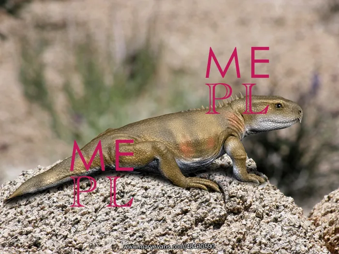 : Priosphenodon is an extinct Rhynchocephalian from the Late ? : Priosphenodon is an extinct Rhynchocephalian from the Late ?