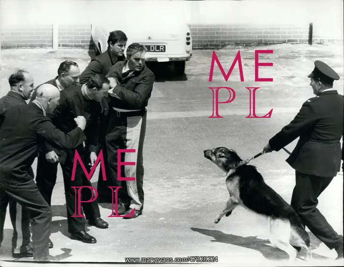 : Prisons. Jun. 06, 1967 - First Prison-Dog Patrols Ready For Duty : Prisons. Jun. 06, 1967 - First Prison-Dog Patrols Ready For Duty