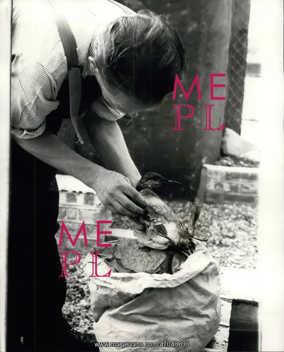 : Prisons. 1967 - Prisoners help the Birds covered in oil at Verne Prison Portland : Prisons. 1967 - Prisoners help the Birds covered in oil at Verne Prison Portland